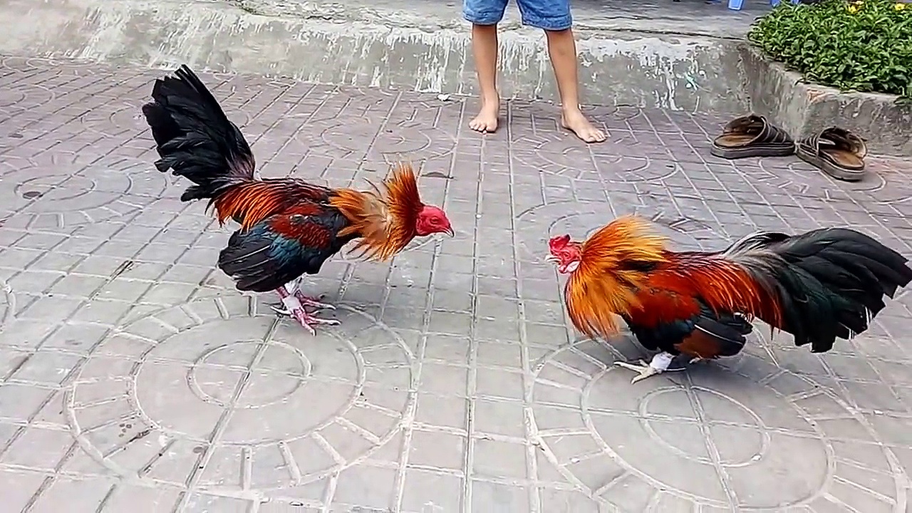 Luyện thể lực gà đá