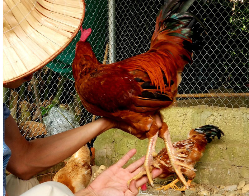 Nuôi gà chín cựa