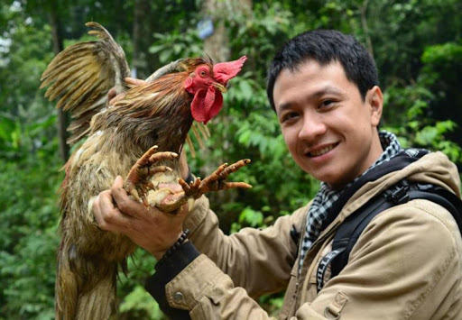 Nuôi gà chín cựa